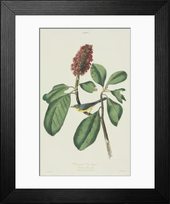 Framed Print : Wilsonia canadensis, Canada warbler Framed Print : Wilsonia canadensis, Canada warbler