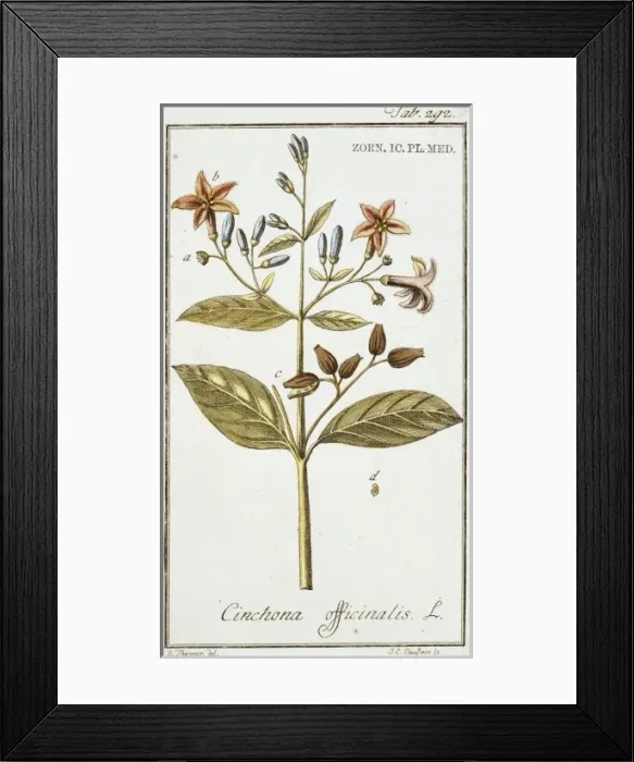 Framed Print : Cinchona officianalis illustration, quinine Framed Print : Cinchona officianalis illustration, quinine
