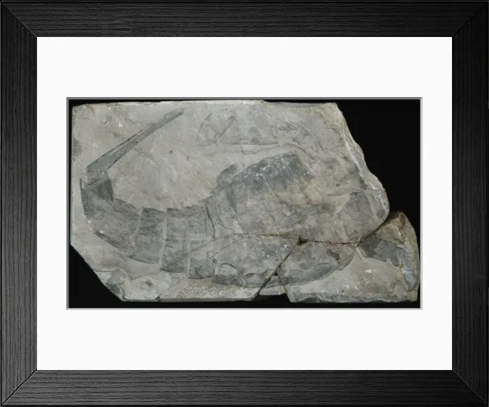 Framed Print : Eurypterius lacustris, sea scorpion Framed Print : Eurypterius lacustris, sea scorpion