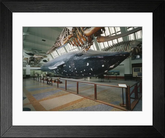 Framed Print : The Blue Whale exhibit Framed Print : The Blue Whale exhibit