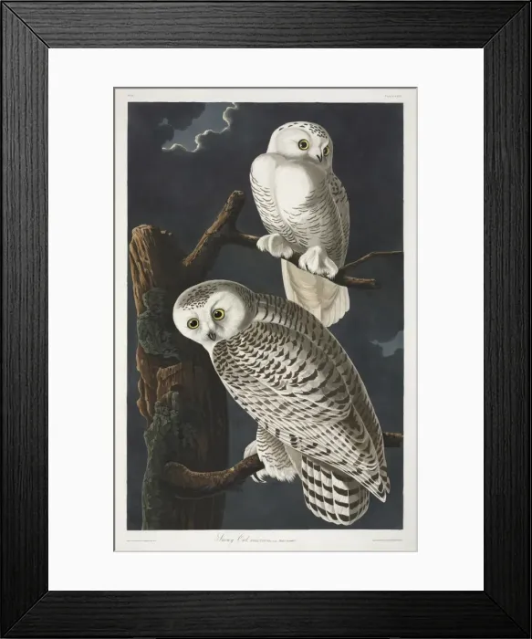 Framed Print : Nyctea scandiaca, snowy owl Framed Print : Nyctea scandiaca, snowy owl