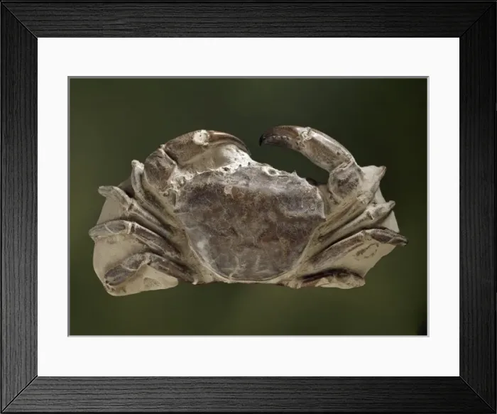 Framed Print : Fossilised Archaeogeryon peruvianus, Miocene crab Framed Print : Fossilised Archaeogeryon peruvianus, Miocene crab