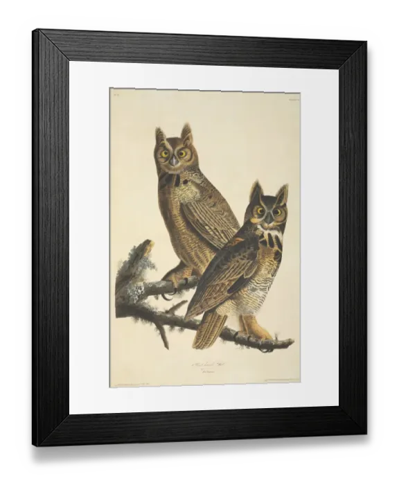 Framed Print : Bubo virginianus, great-horned owl Framed Print : Bubo virginianus, great-horned owl