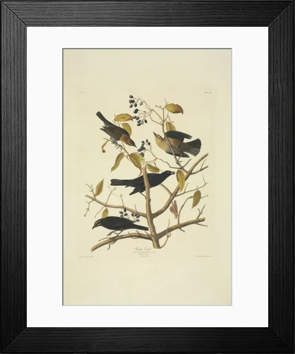 Framed Print : Euphagus carolinus, rusty blackbird Framed Print : Euphagus carolinus, rusty blackbird