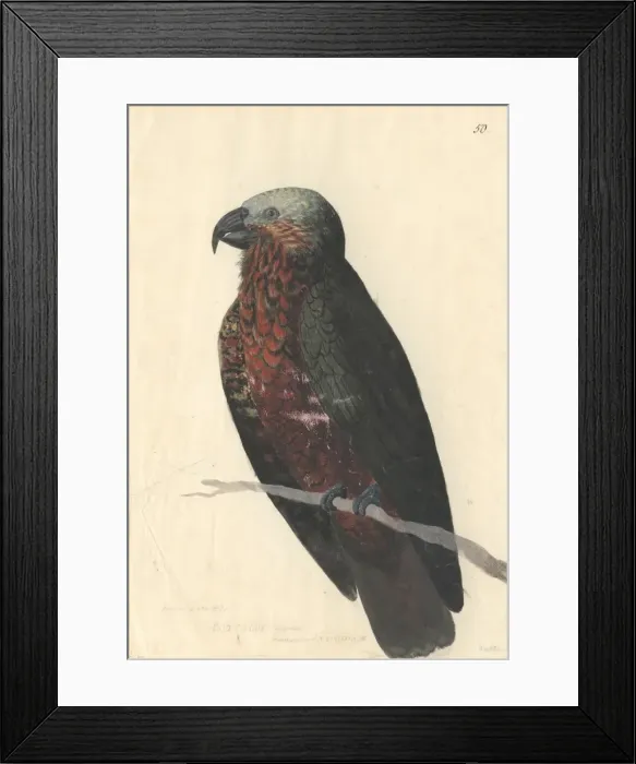 Framed Print : Nestor meridionalis, South Island kaka Framed Print : Nestor meridionalis, South Island kaka