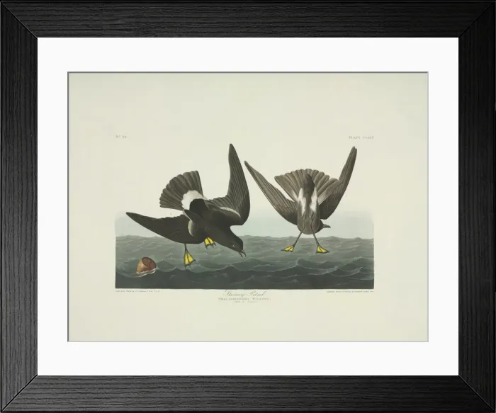 Framed Print : Oceanites oceanicus, Wilsons storm petrel Framed Print : Oceanites oceanicus, Wilsons storm petrel