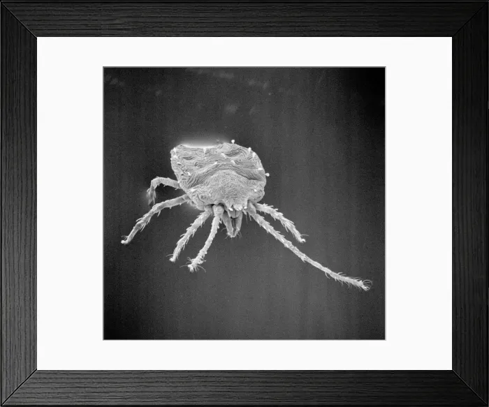 Framed Print : Bryobia praetiosa, clover mite Framed Print : Bryobia praetiosa, clover mite