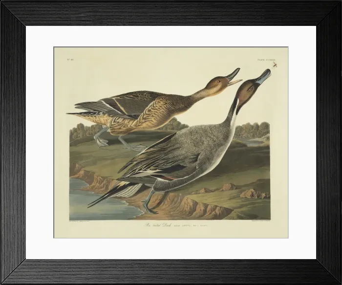 Framed Print : Anas acuta, northern pintail