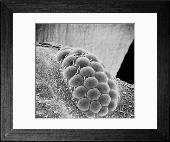 Framed Print : Porcellio sccaber, woodlouse Framed Print : Porcellio sccaber, woodlouse