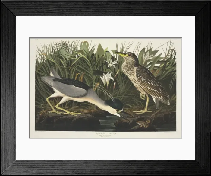 Framed Print : Nycticorax nycticorax, black-crowned night heron Framed Print : Nycticorax nycticorax, black-crowned night heron