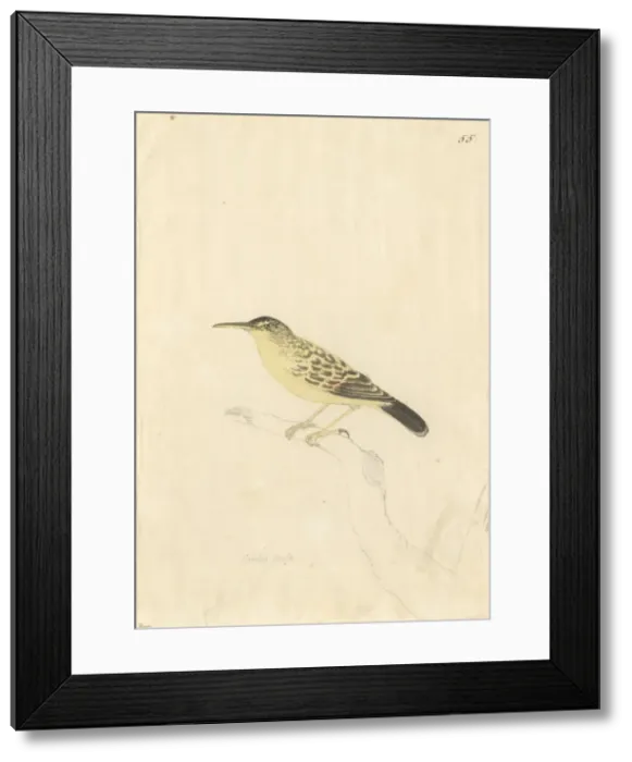 Framed Print : Acrocephalus caffer, long-billed reed warbler Framed Print : Acrocephalus caffer, long-billed reed warbler