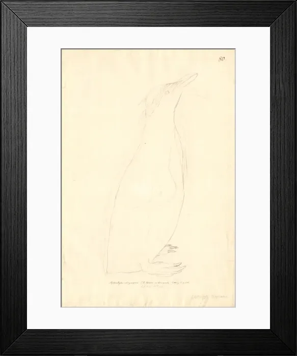 Framed Print : Eudyptes schlegeli, royal penguin Framed Print : Eudyptes schlegeli, royal penguin