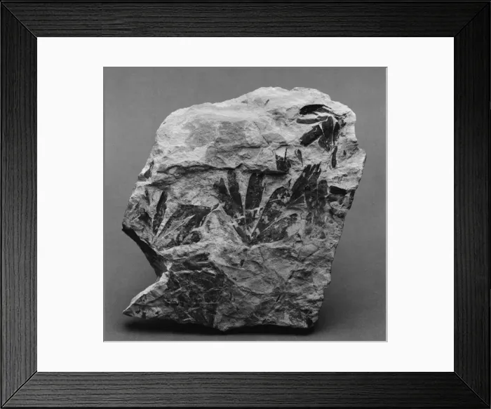 Framed Print : Nilssonia kendalli, frond of a cycad Framed Print : Nilssonia kendalli, frond of a cycad