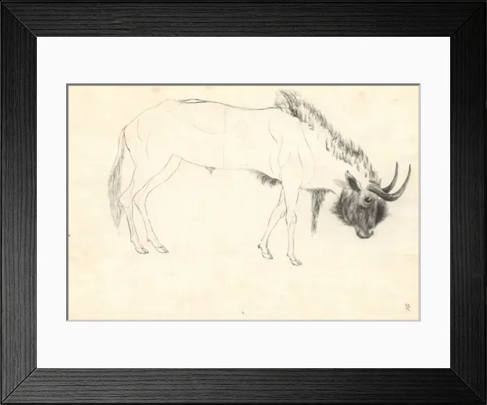 Framed Print : Bos connochaetes, wildebeest Framed Print : Bos connochaetes, wildebeest