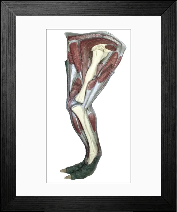 Framed Print : Iguanodon leg Framed Print : Iguanodon leg