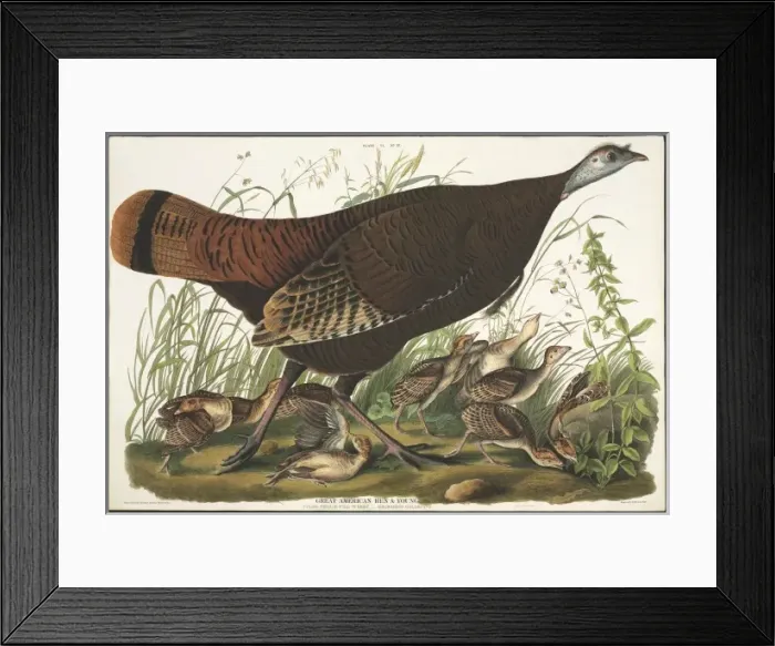 Framed Print : Meleagris gallopavo, wild turkey Framed Print : Meleagris gallopavo, wild turkey