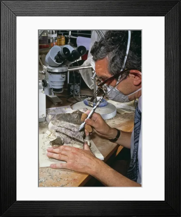 Framed Print : Baryonyx laboratory work, 1983 Framed Print : Baryonyx laboratory work, 1983