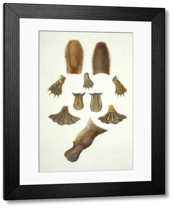 Framed Print : Ornithorhynchus anatinus, duck-billed platypus
