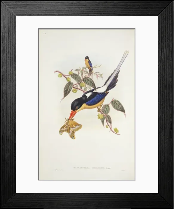 Framed Print : Seleucidis melanoleucas, twelve-wired bird-of-paradise Framed Print : Seleucidis melanoleucas, twelve-wired bird-of-paradise