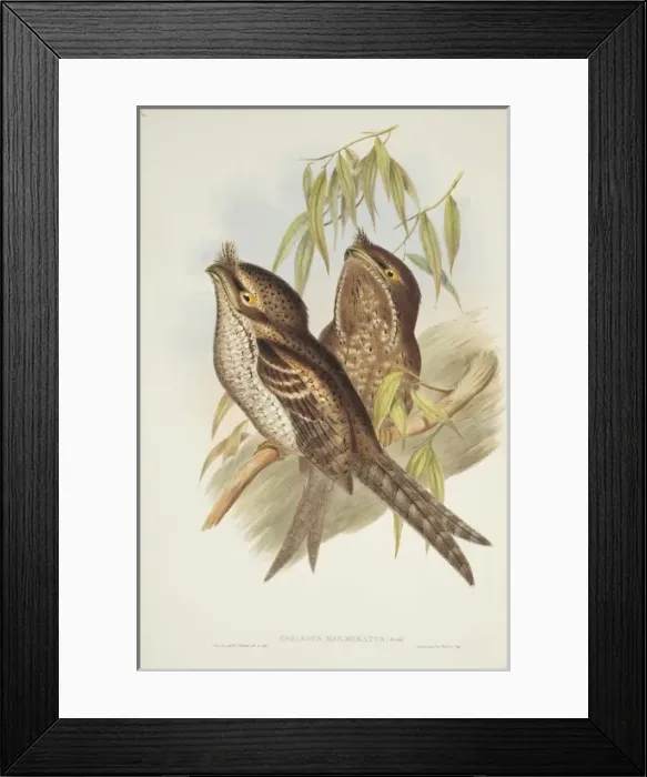 Framed Print : Podargus ocellatus, marbled frogmouth Framed Print : Podargus ocellatus, marbled frogmouth