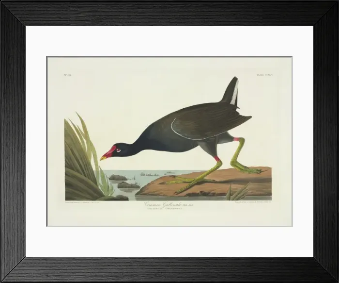 Framed Print : Gallinula chloropus, common moorhen Framed Print : Gallinula chloropus, common moorhen