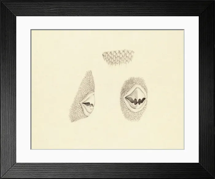 Framed Print : Brachaluteres jacksonianus, southern pygmy leatherjacket Framed Print : Brachaluteres jacksonianus, southern pygmy leatherjacket