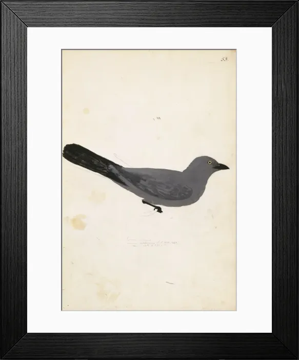 Framed Print : Coracinia analis, New Caledonian cuckoo-shrike Framed Print : Coracinia analis, New Caledonian cuckoo-shrike