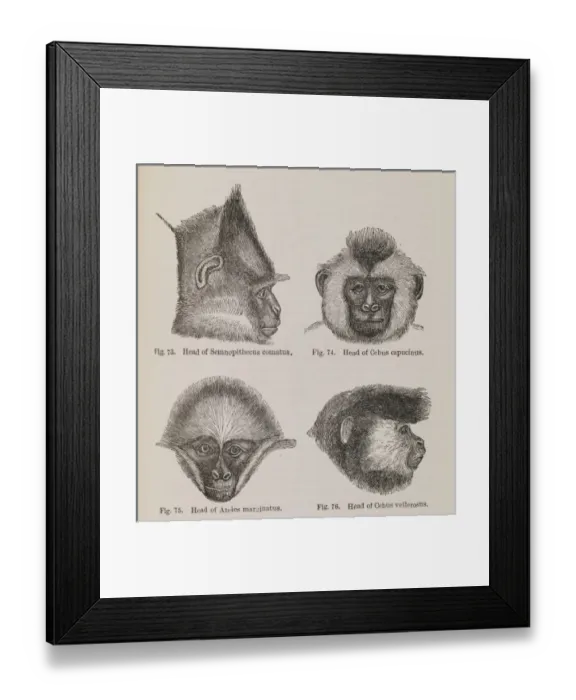 Framed Print : Beauty of the Quadrumana Framed Print : Beauty of the Quadrumana