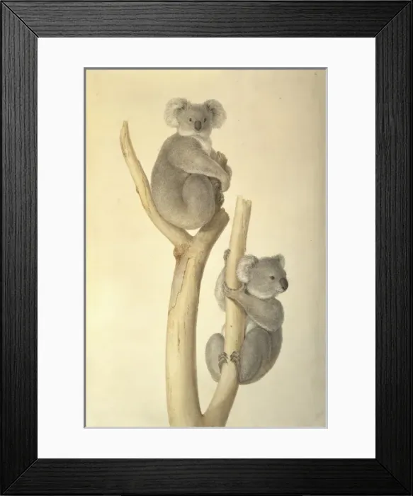 Framed Print : Phascolarctos cinereus, koala Framed Print : Phascolarctos cinereus, koala
