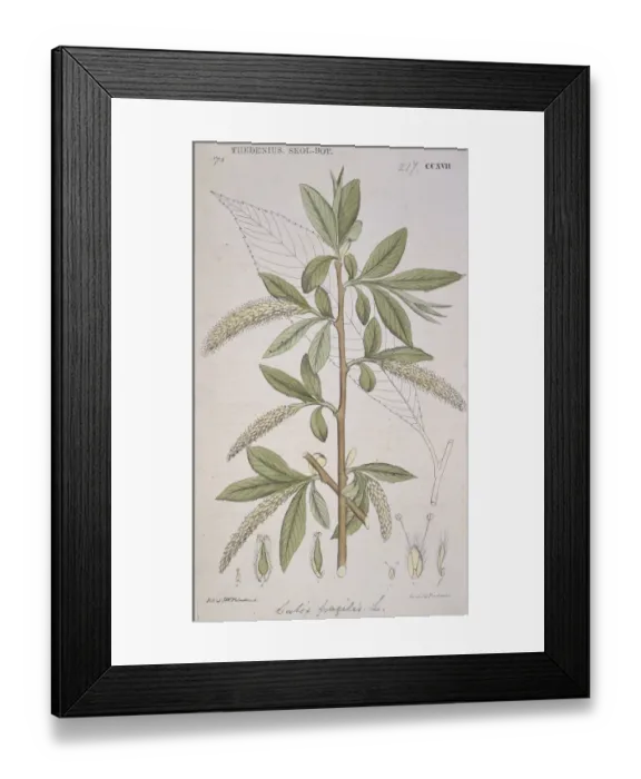Framed Print : Salix fragilis L. CCXVII, crack willow Framed Print : Salix fragilis L. CCXVII, crack willow