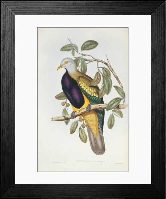 Framed Print : Ptilinopus magnificus, woompoo fruit dove Framed Print : Ptilinopus magnificus, woompoo fruit dove