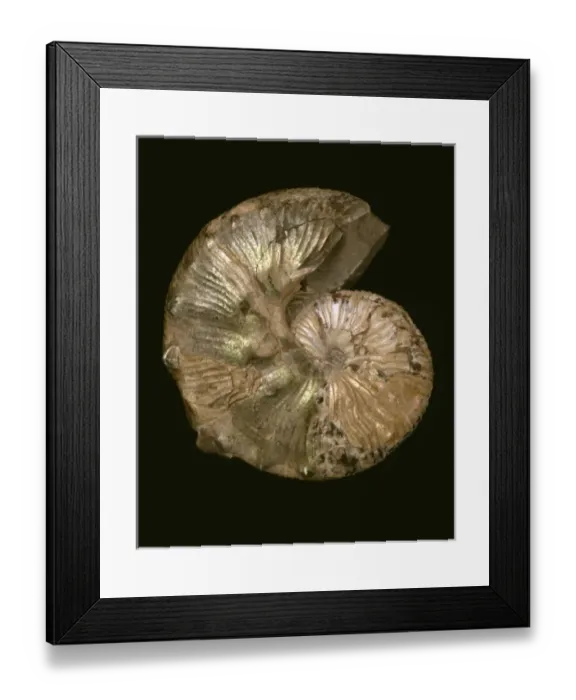 Framed Print : Scaphites nodosus, ammonite Framed Print : Scaphites nodosus, ammonite