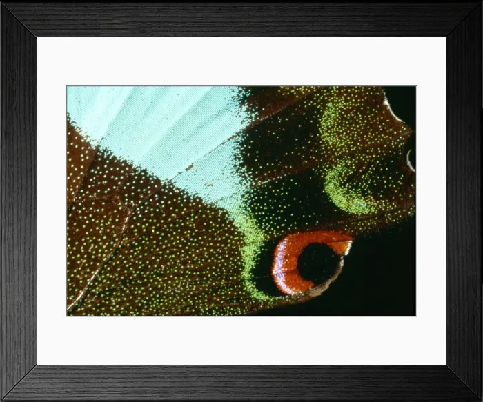 Framed Print : Swallowtail butterfly, papilio kama Framed Print : Swallowtail butterfly, papilio kama