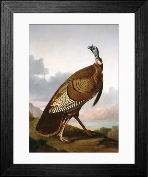 Framed Print : Meleagris gallopavo, wild turkey Framed Print : Meleagris gallopavo, wild turkey