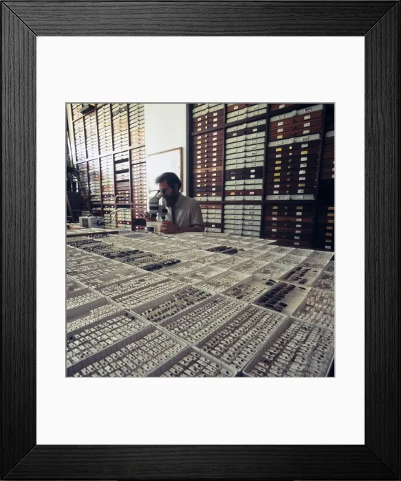 Framed Print : Entomologist with insect specimens Framed Print : Entomologist with insect specimens
