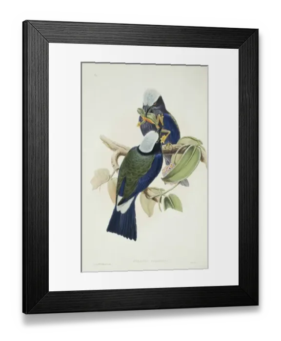 Framed Print : Coracias temminckii, purple-winged roller Framed Print : Coracias temminckii, purple-winged roller