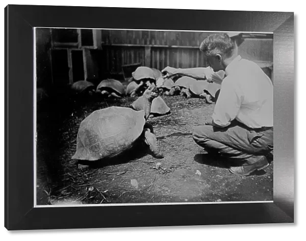 C. M. Harris tending 29 live Galapagos Tortoises, 1898