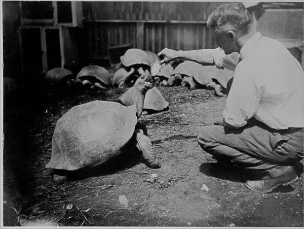 C. M. Harris tending 29 live Galapagos Tortoises, 1898