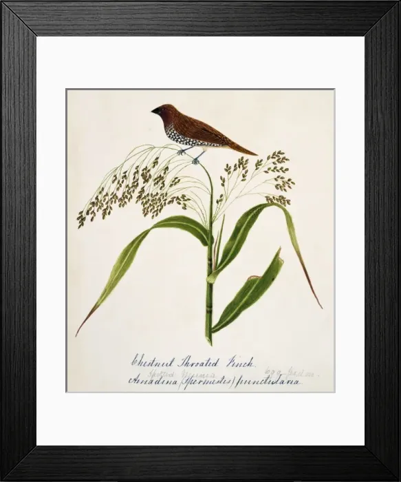 Framed Print : Lonchura punctulata, scaly-breasted munia Framed Print : Lonchura punctulata, scaly-breasted munia
