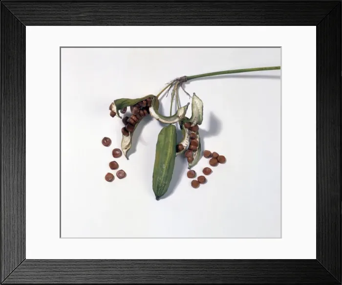 Framed Print : Iris pseudacorus, yellow iris Framed Print : Iris pseudacorus, yellow iris