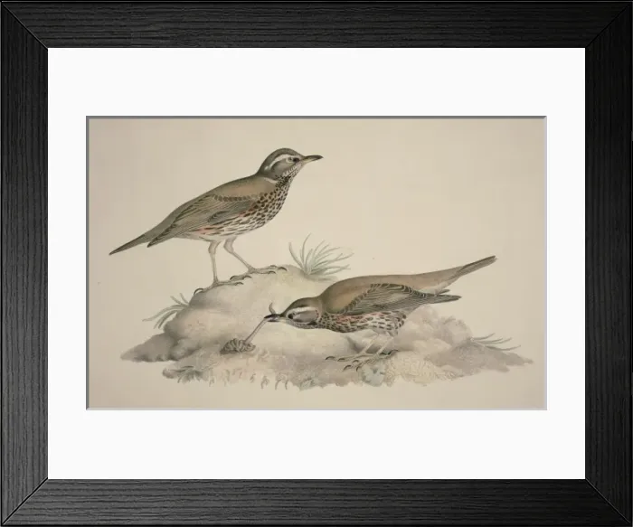 Framed Print : Turdus iliacus, redwing Framed Print : Turdus iliacus, redwing