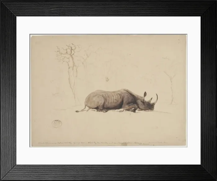 Framed Print : Diceros bicornis, black rhinoceros Framed Print : Diceros bicornis, black rhinoceros
