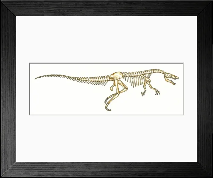 Framed Print : Baryonyx skeleton Framed Print : Baryonyx skeleton