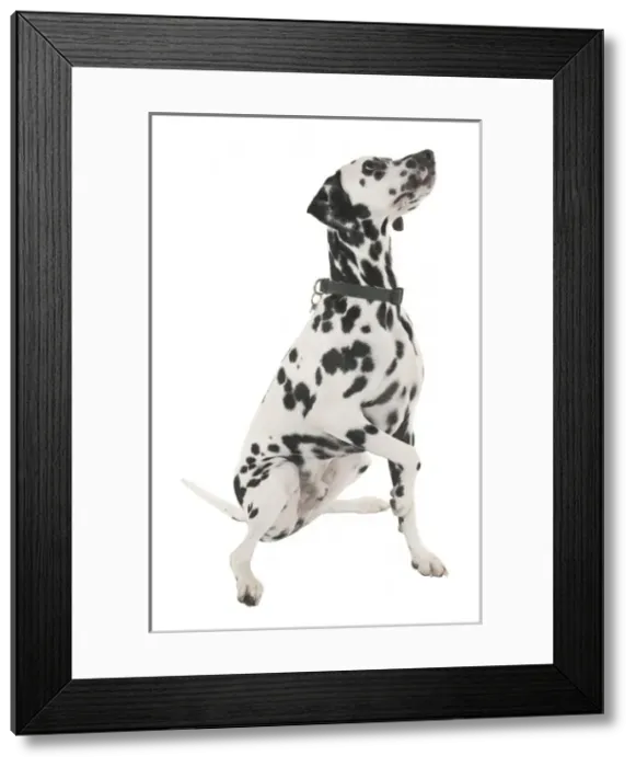 Framed Print : Dalmation. A Dalmation, photographed by Harry Taylor Framed Print : Dalmation. A Dalmation, photographed by Harry Taylor