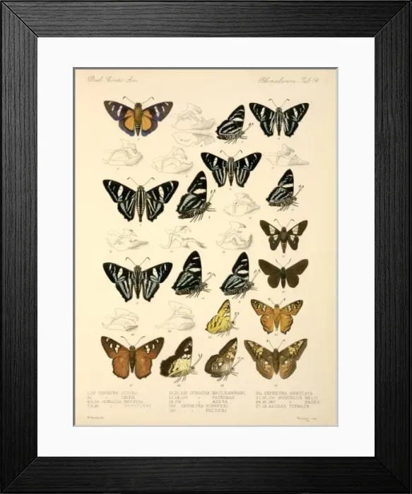Framed Print : Butterflies Framed Print : Butterflies