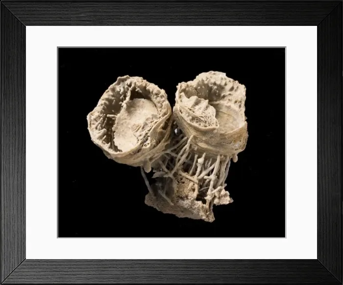 Framed Print : Cyclacantharia, a fossil brachiopod Framed Print : Cyclacantharia, a fossil brachiopod