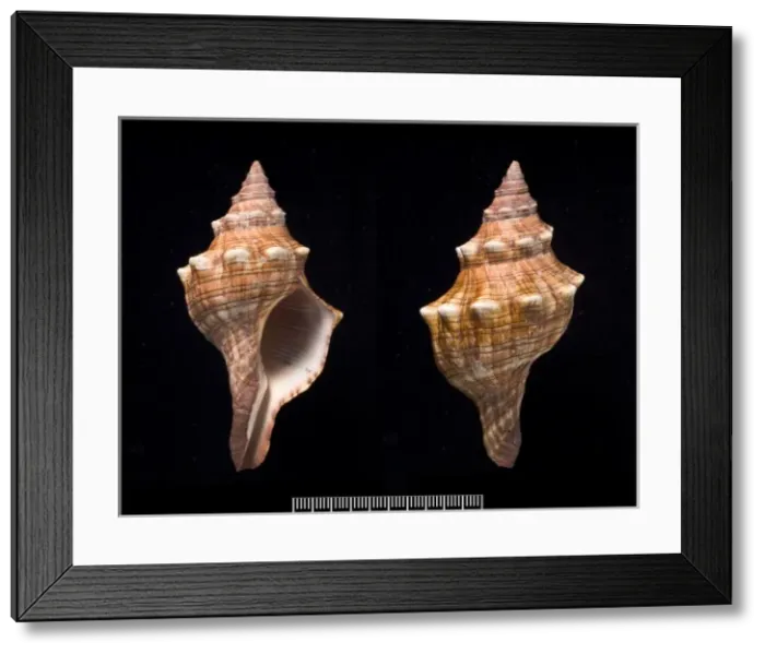 Framed Print : Pleuroploca trapezium, trapezium horse conch Framed Print : Pleuroploca trapezium, trapezium horse conch