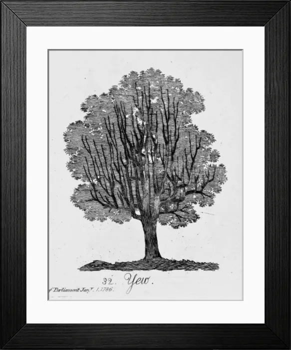 Framed Print : Yew. Plate 32 from The Shape, Skeleton and Foliage of Thirty Two Species of Trees Framed Print : Yew. Plate 32 from The Shape, Skeleton and Foliage of Thirty Two Species of Trees