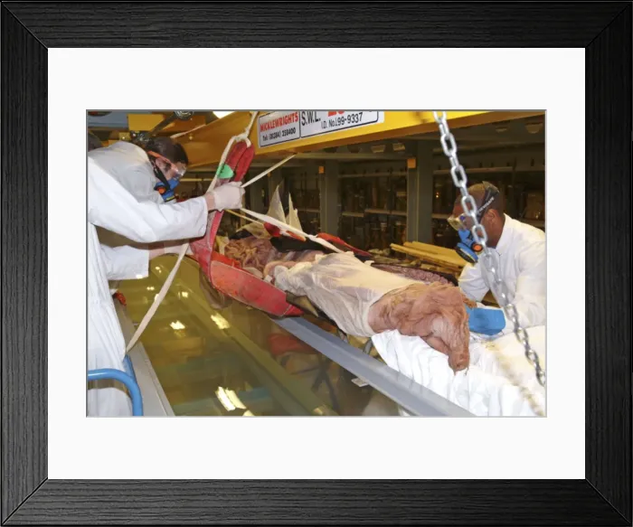 Framed Print : Architeutis dux, giant squid Framed Print : Architeutis dux, giant squid