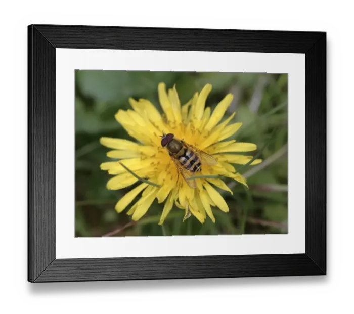 Framed Print : Syrphus ribesii, hoverfly Framed Print : Syrphus ribesii, hoverfly